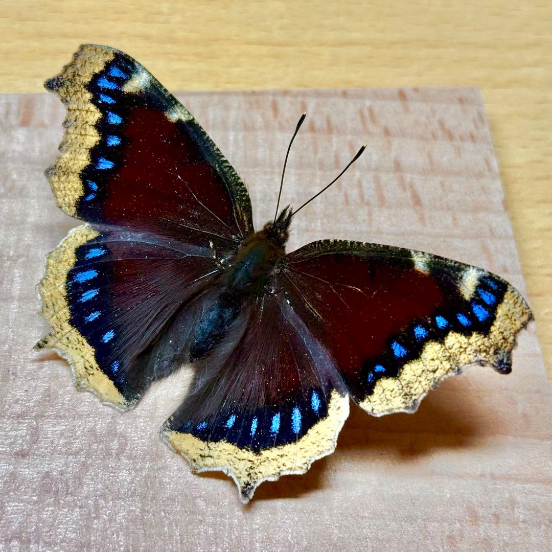 【立体標本】国産蝶標本　キベリタテハ　ライブ標本