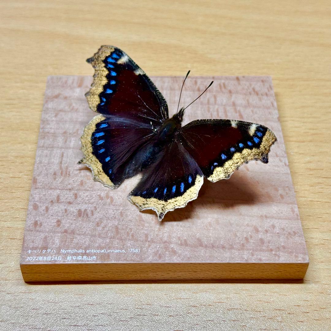 【立体標本】国産蝶標本　キベリタテハ　ライブ標本