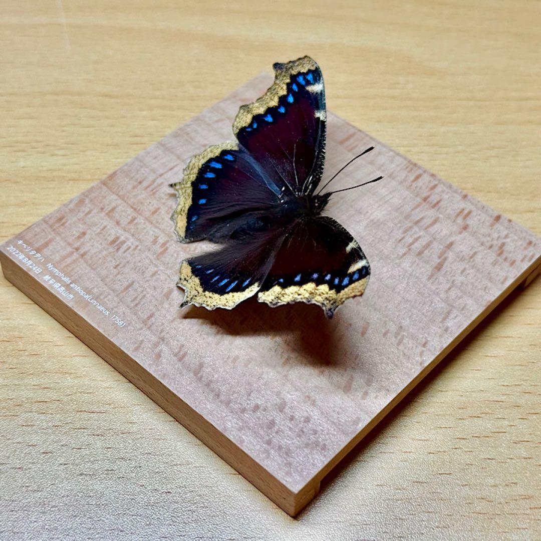 【立体標本】国産蝶標本　キベリタテハ　ライブ標本