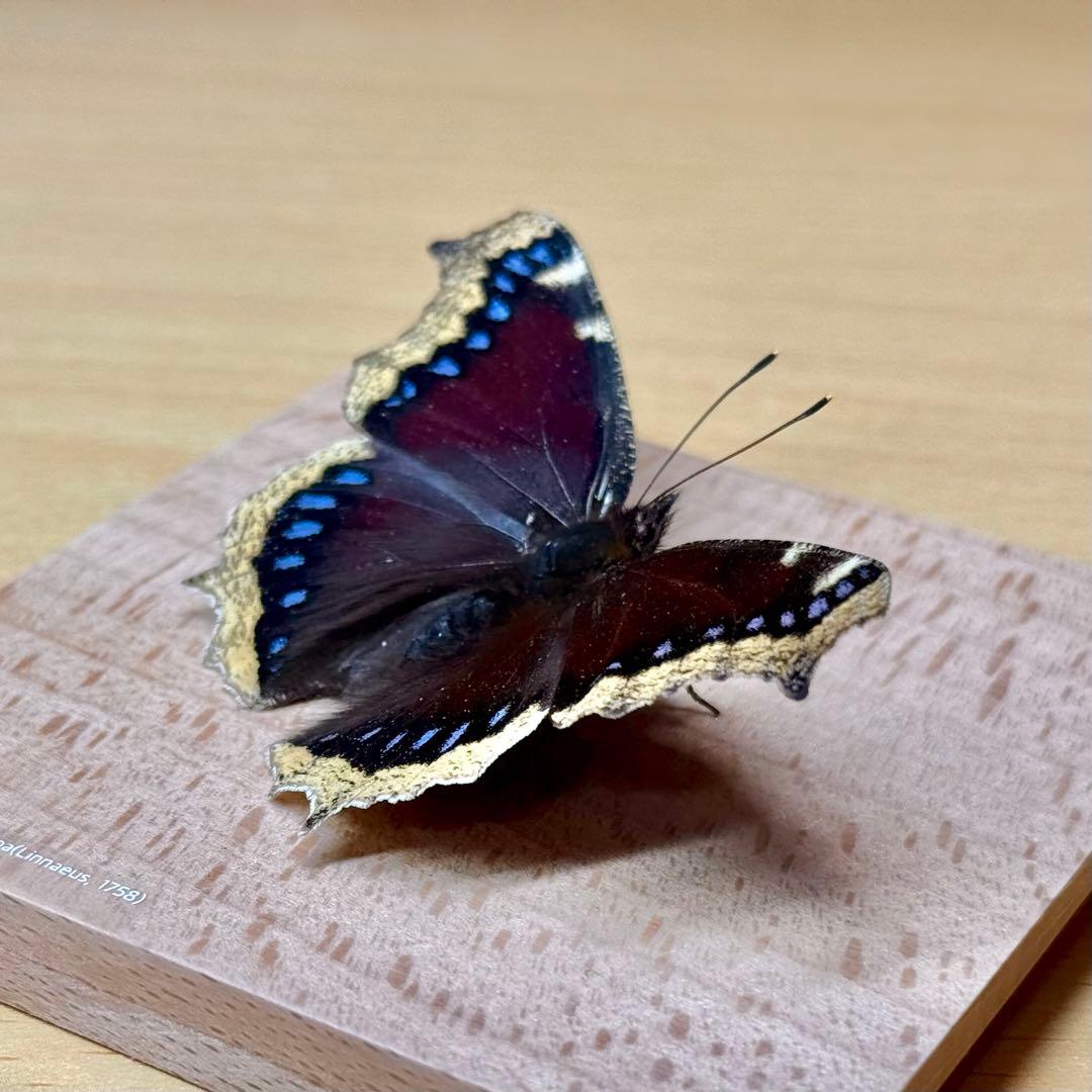 【立体標本】国産蝶標本　キベリタテハ　ライブ標本