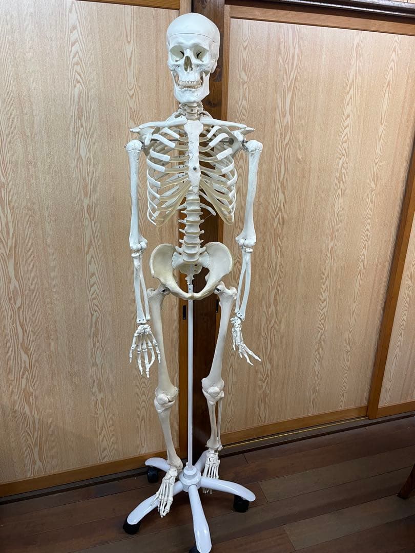 3B Scientific 人体骨格模型 直立型スタンド仕様