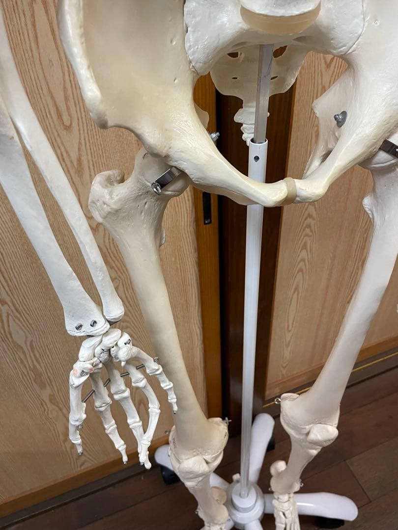 3B Scientific 人体骨格模型 直立型スタンド仕様