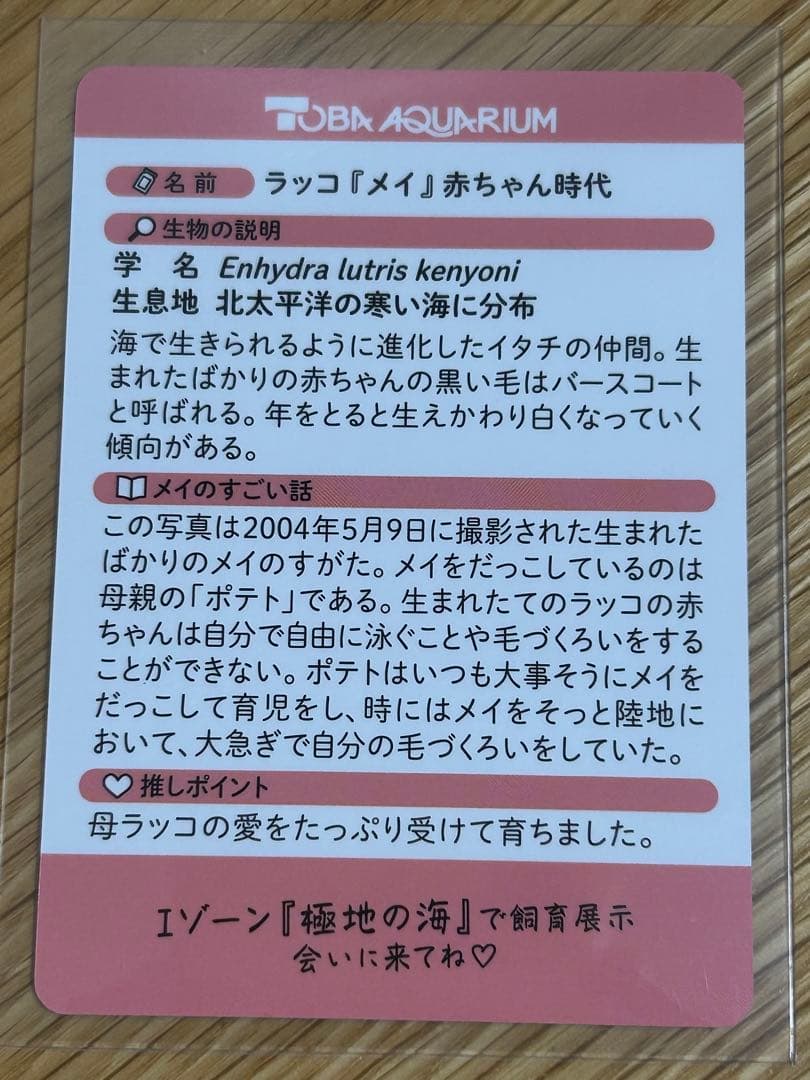 S*i様 【鳥羽水族館】コレクションカード　メイ（レアカード）　ラッコ　赤ちゃん