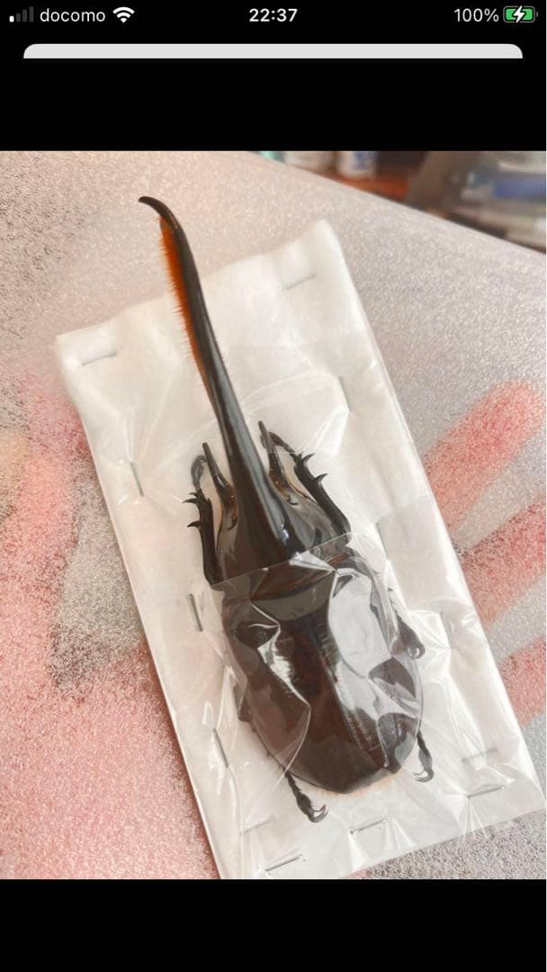 最終値下げ❗️ネプチューンオオカブト　ペア　標本