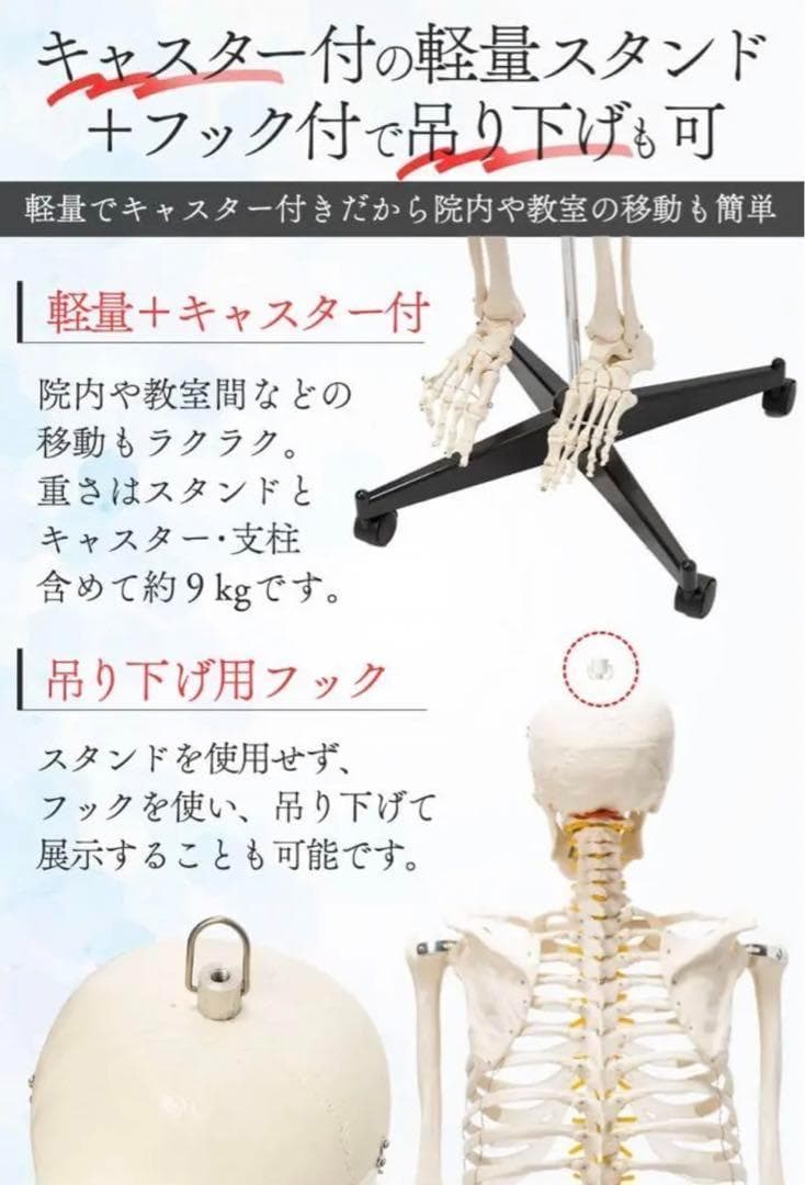 R1743等身大 人体模型 170cm神経根有り全身骨格模型 骨格標本 骸骨模型