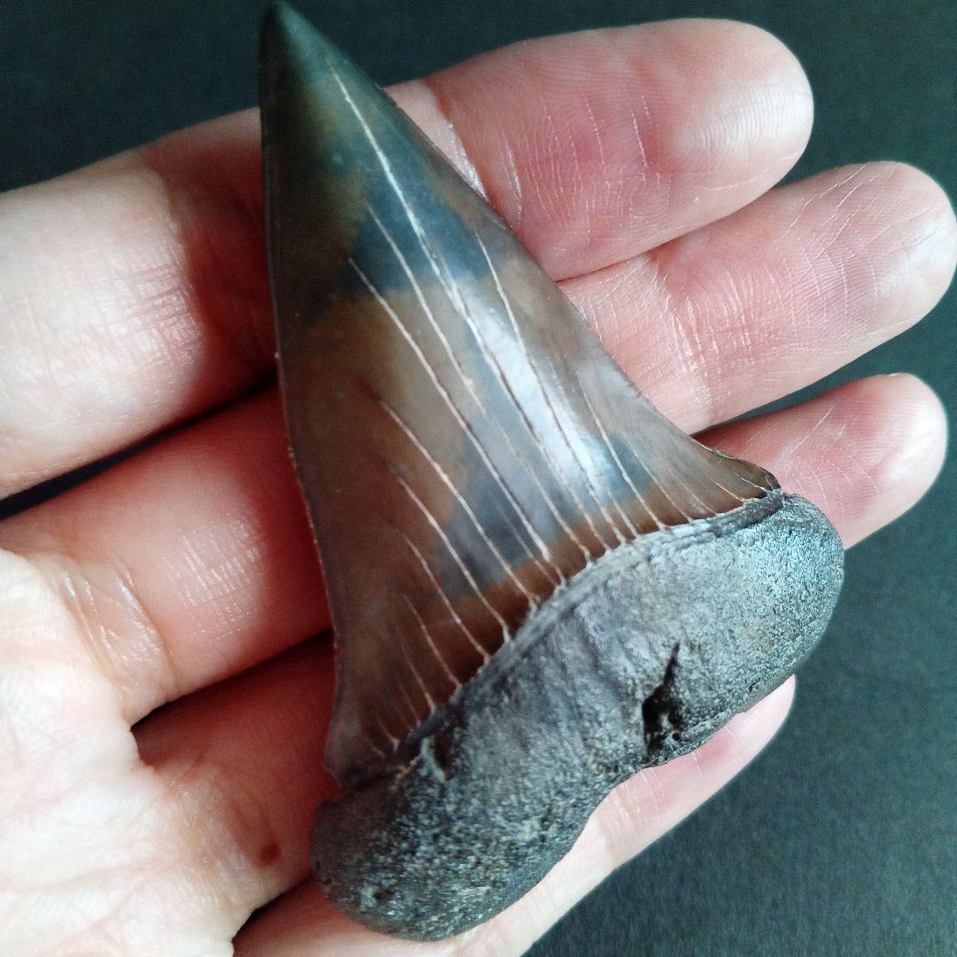 サメの歯　ホホジロザメ　絶滅種　特大　完全体　極美麗　６５mm
