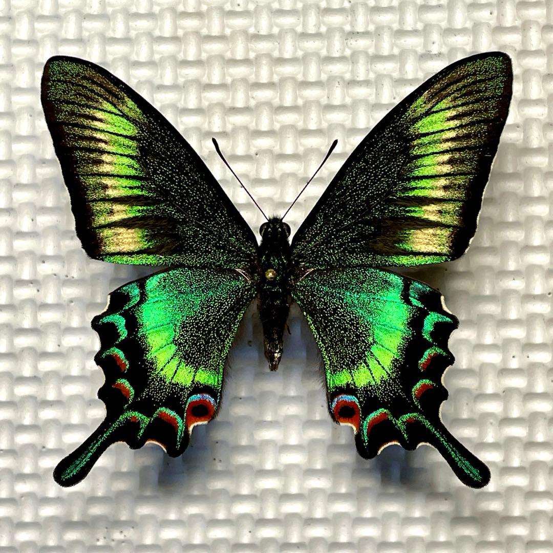 蝶標本　北海道産　極美麗ミヤマカラスアゲハ♂ 飼育品　完品　⭐️マイコレに‼️