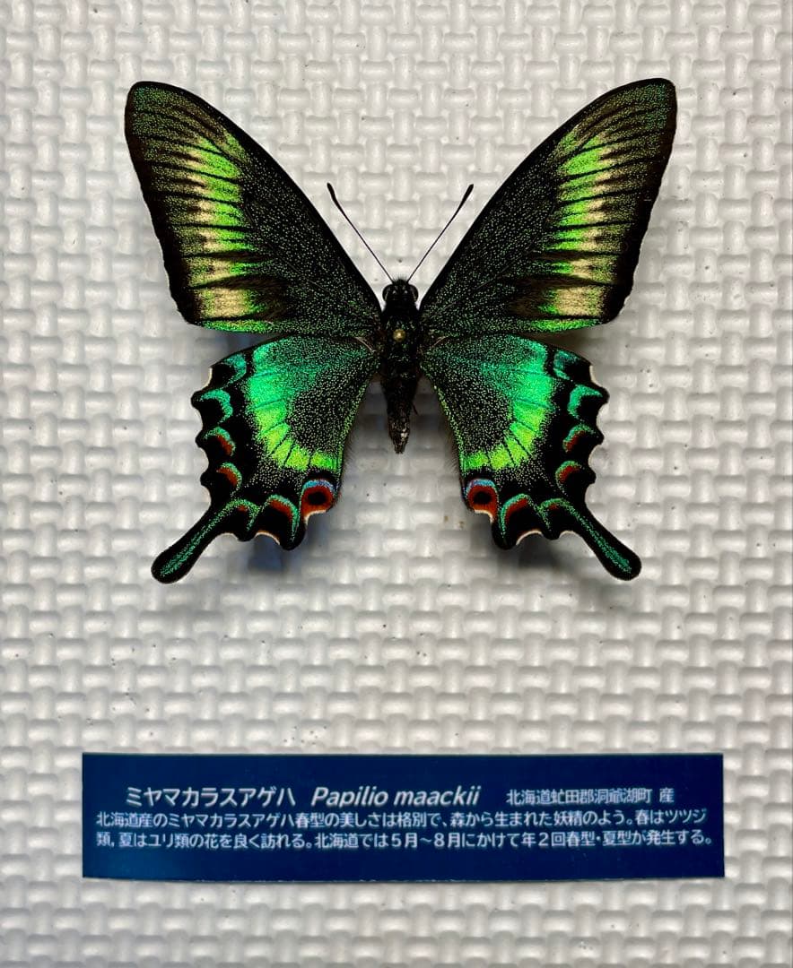 蝶標本　北海道産　極美麗ミヤマカラスアゲハ♂ 飼育品　完品　⭐️マイコレに‼️