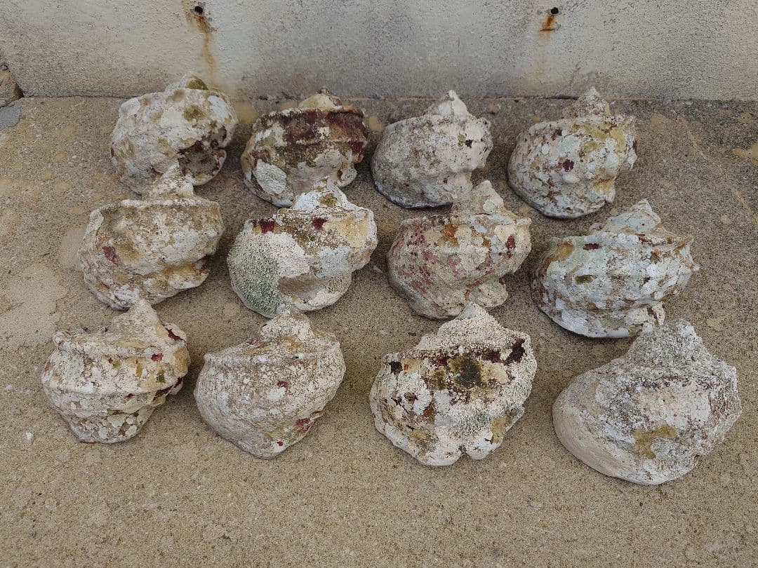 ☆貝☆貝殻☆標本☆　夜光貝×12個