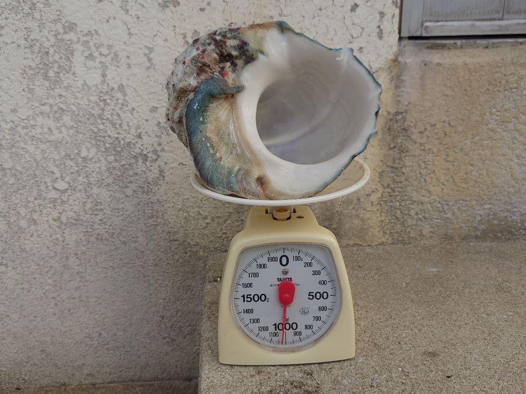 ☆貝☆貝殻☆標本☆　夜光貝×12個