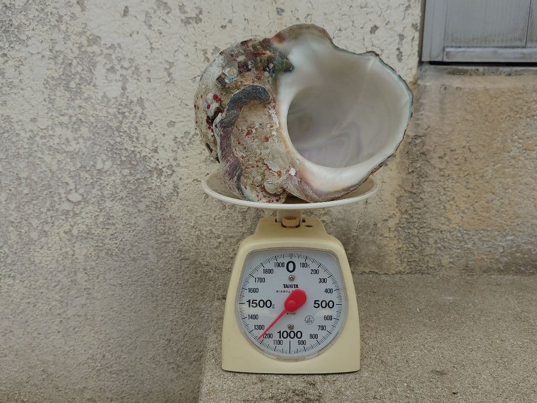 ☆貝☆貝殻☆標本☆　夜光貝×12個