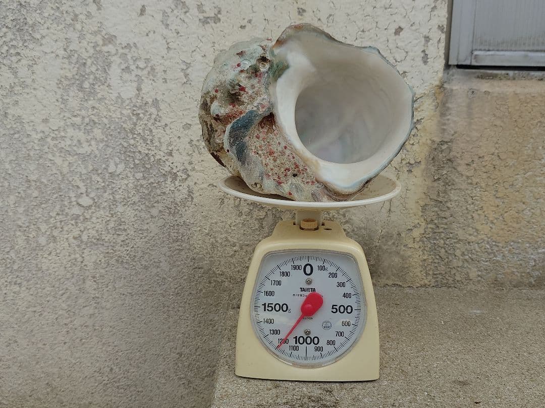 ☆貝☆貝殻☆標本☆　夜光貝×12個