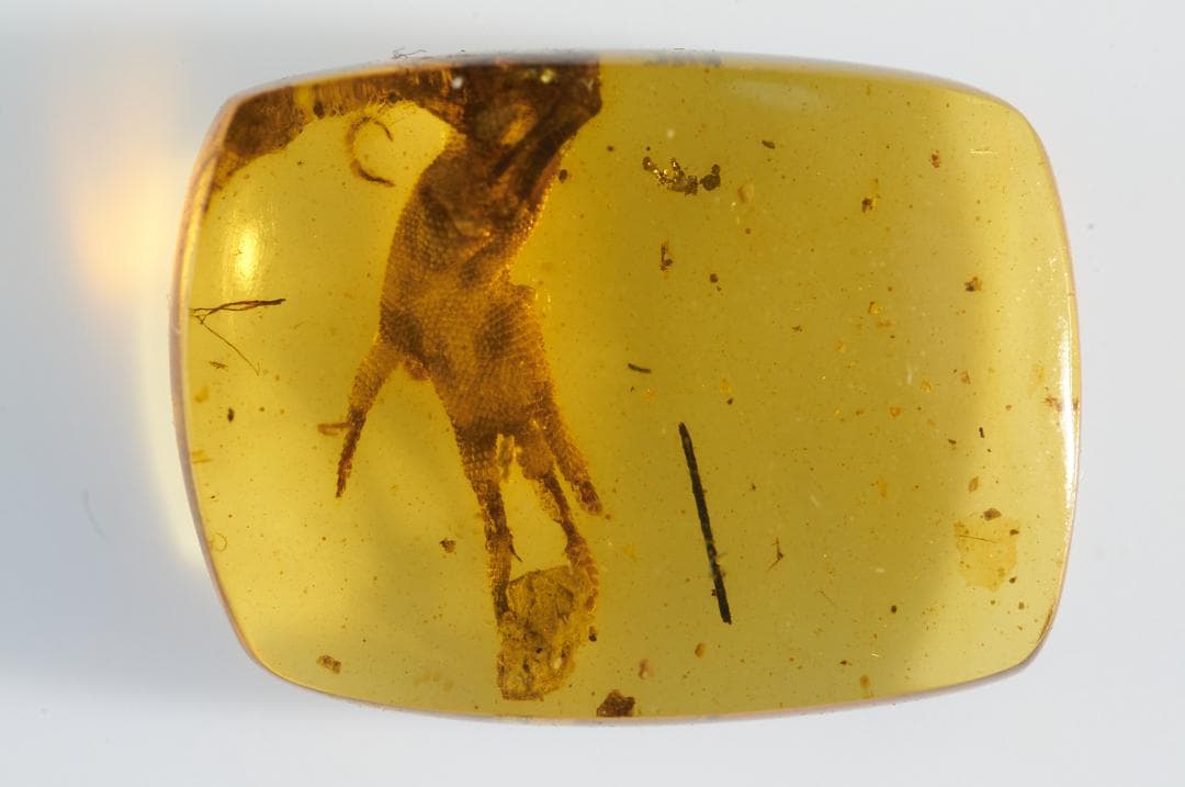 レア極上品 PA0014虫入り琥珀化石　ミャンマーカムティかタナイ9900万年前