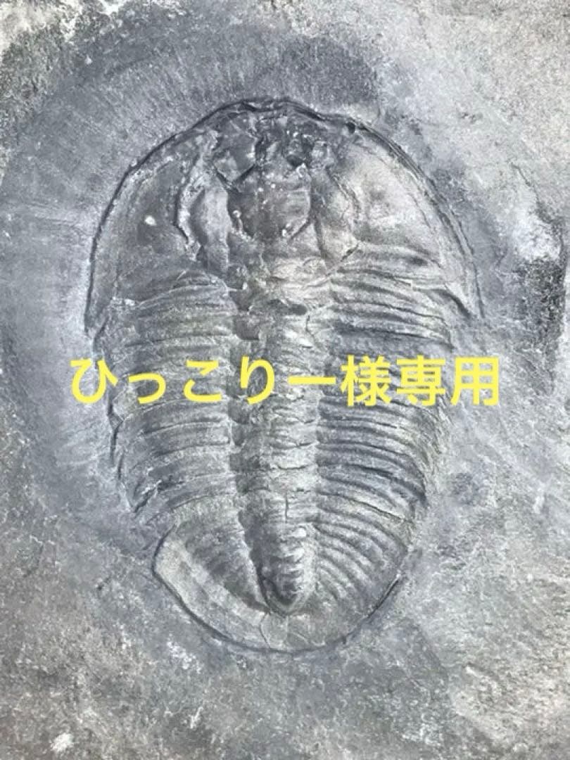 三葉虫　化石　Athabaskia bithus