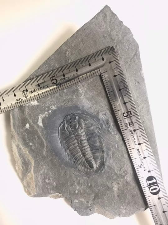 三葉虫　化石　Athabaskia bithus