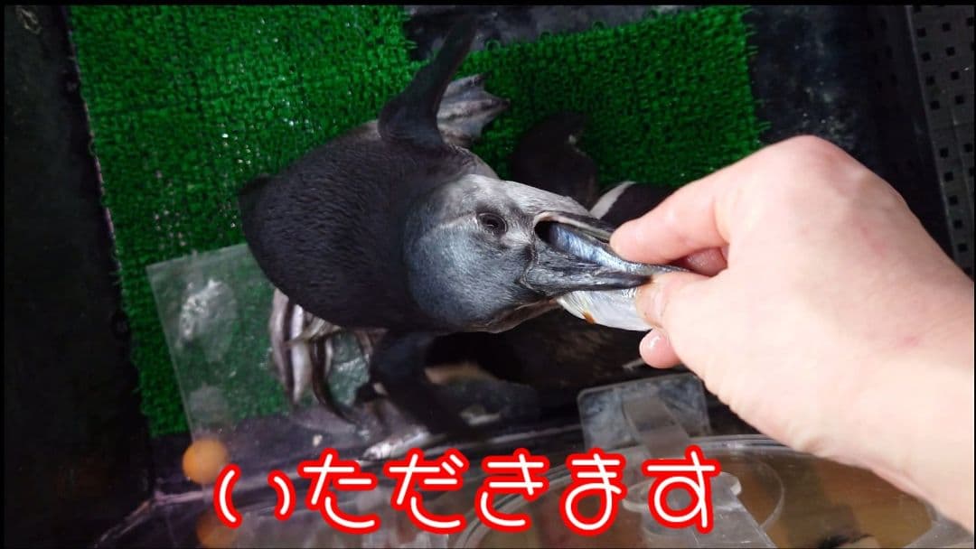 ペンギンの産卵した卵の殻