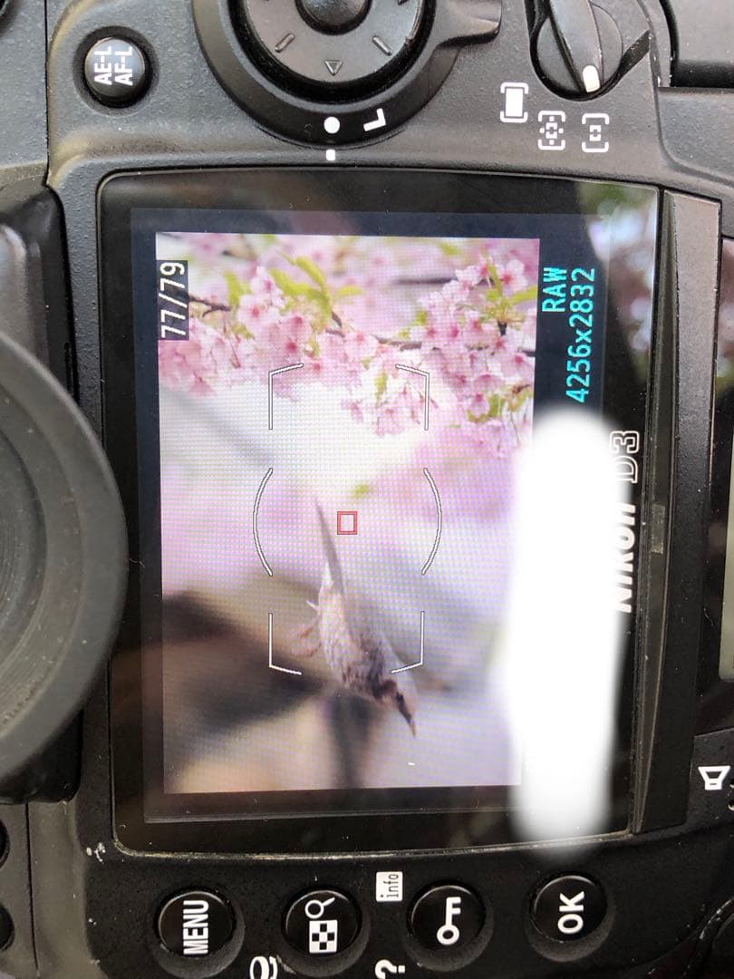 作例あり AF NIKKOR 70-210mm f4 中望遠レンズ 実用品