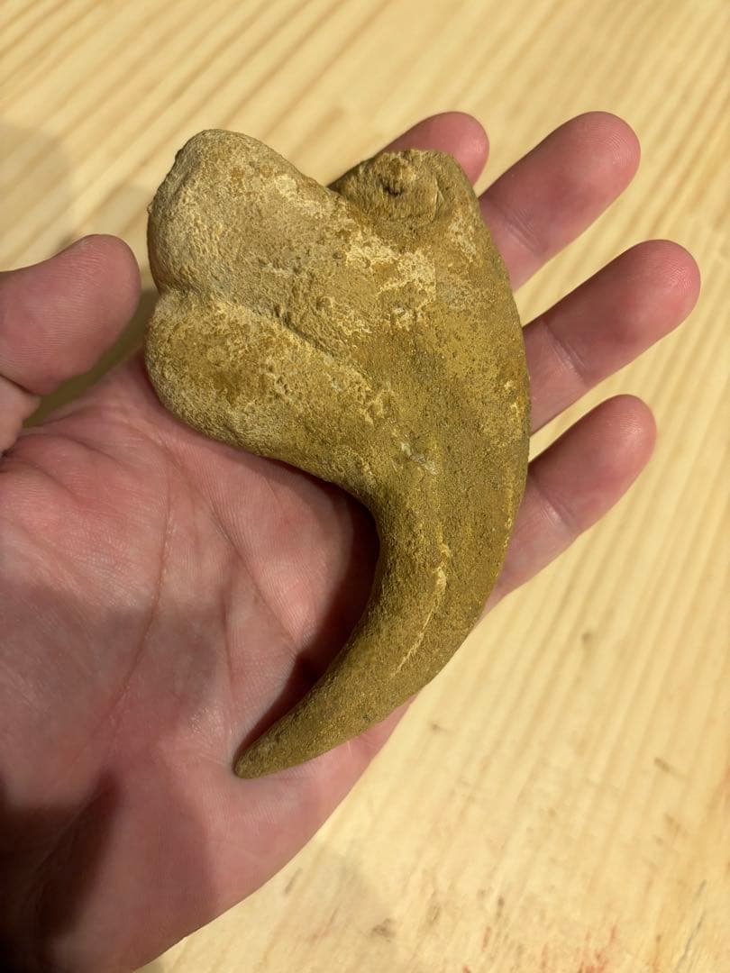 モロッコ　化石　爪　デルタドロメウス？