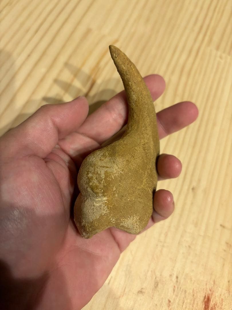 モロッコ　化石　爪　デルタドロメウス？