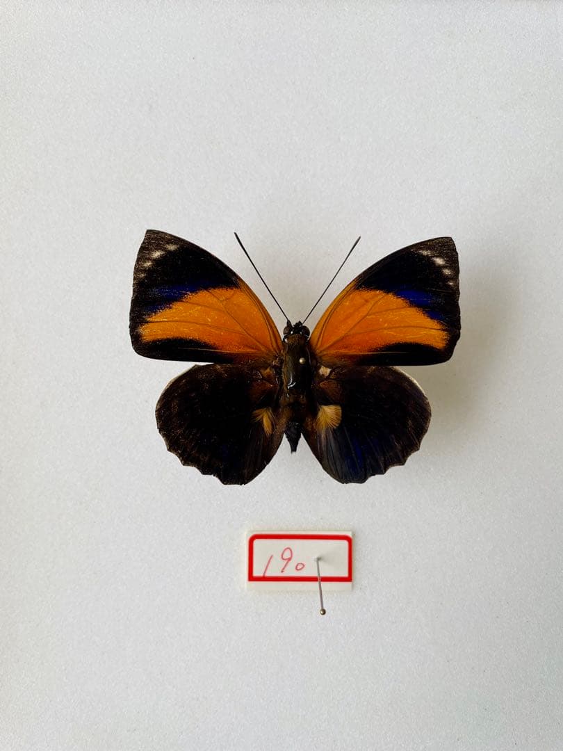 アグリアス・ペリクレス（1オス、ブラジル産）