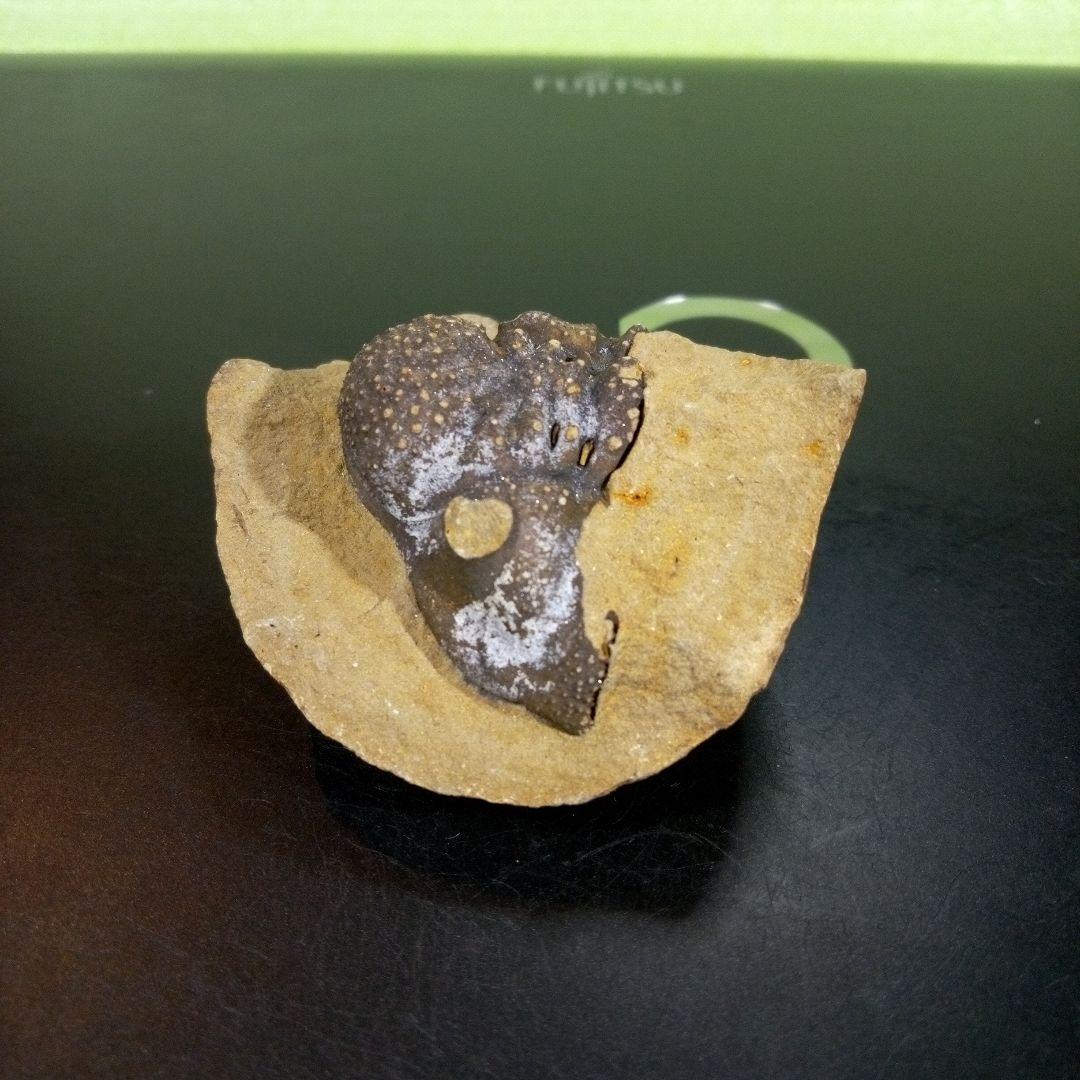 三葉虫　化石　fossil　ボリビア　trilobite　海生動物　三葉虫識別④