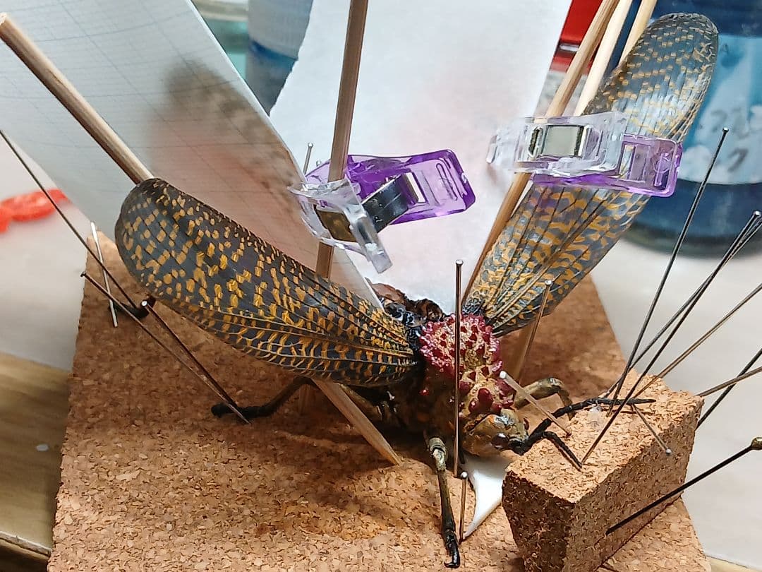 マダガスカルのドクバッタ　立体標本