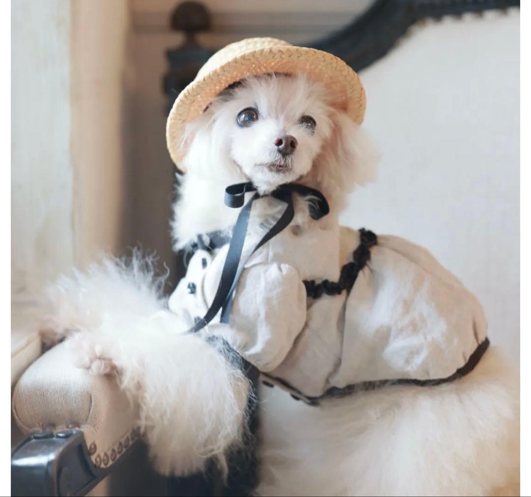 犬服 ボタン付きブラウス