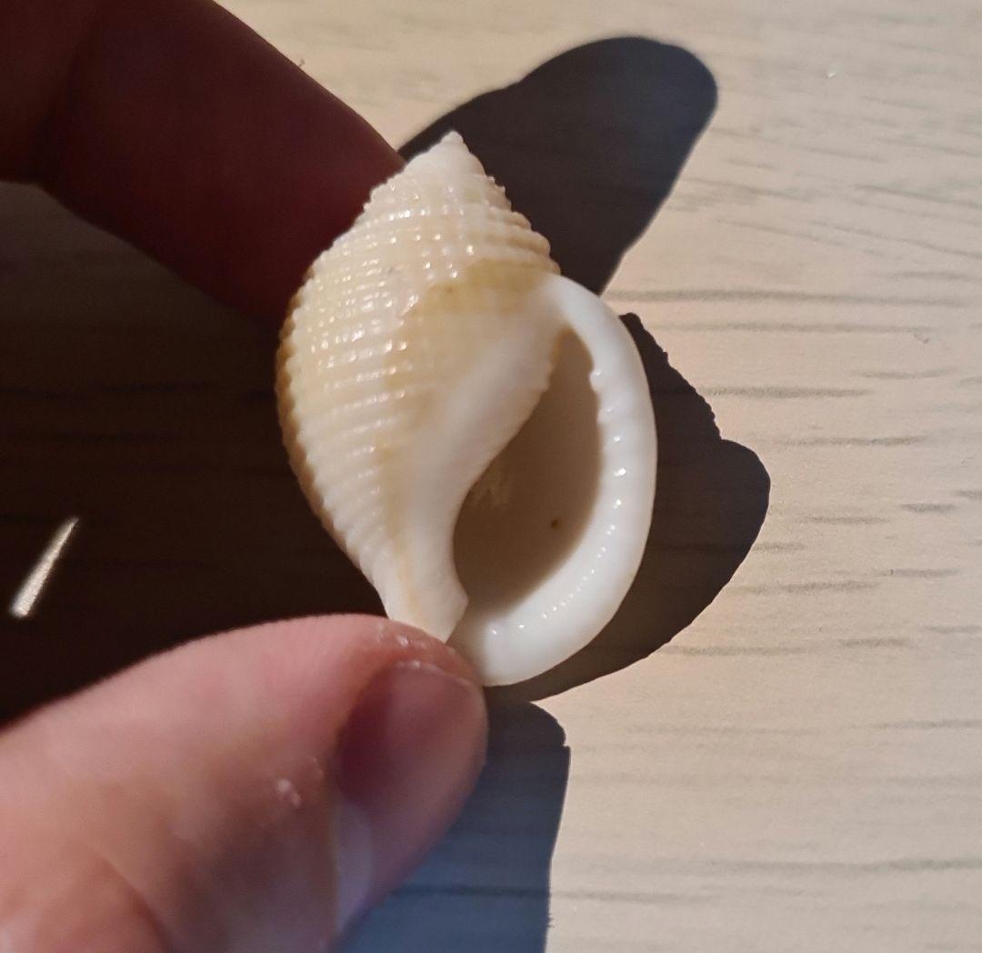 貝殻 Oocorys Lussii