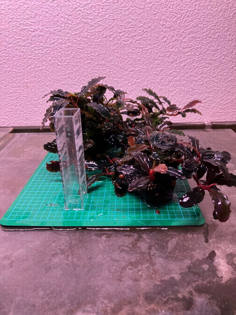 ブセファランドラ レッドスコーピオン