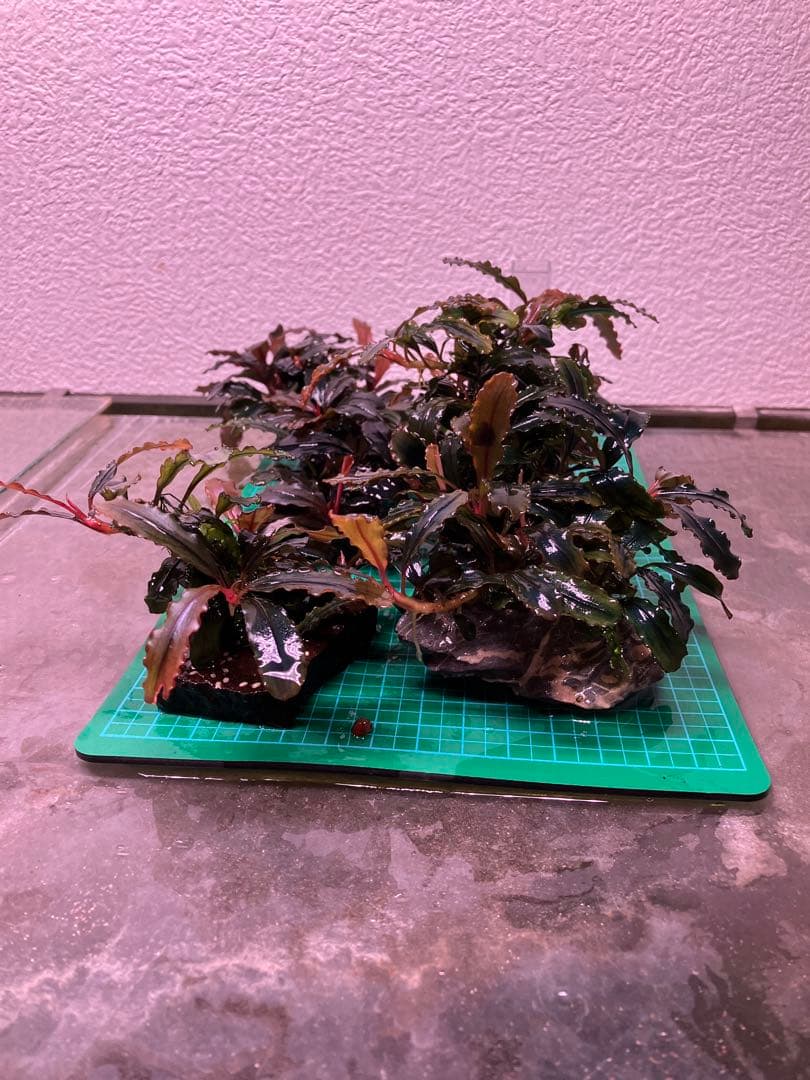 ブセファランドラ レッドスコーピオン