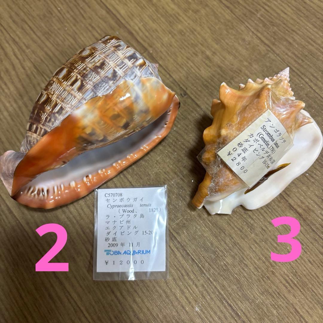 Meyo 7175　　貝殻10点