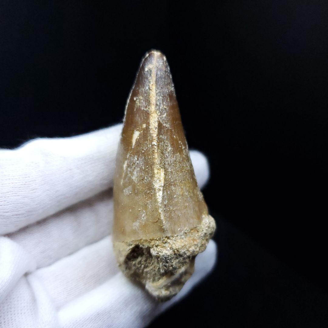 美品 モササウルス 化石 歯 本物 モロッコ産 64.53mm  mo537