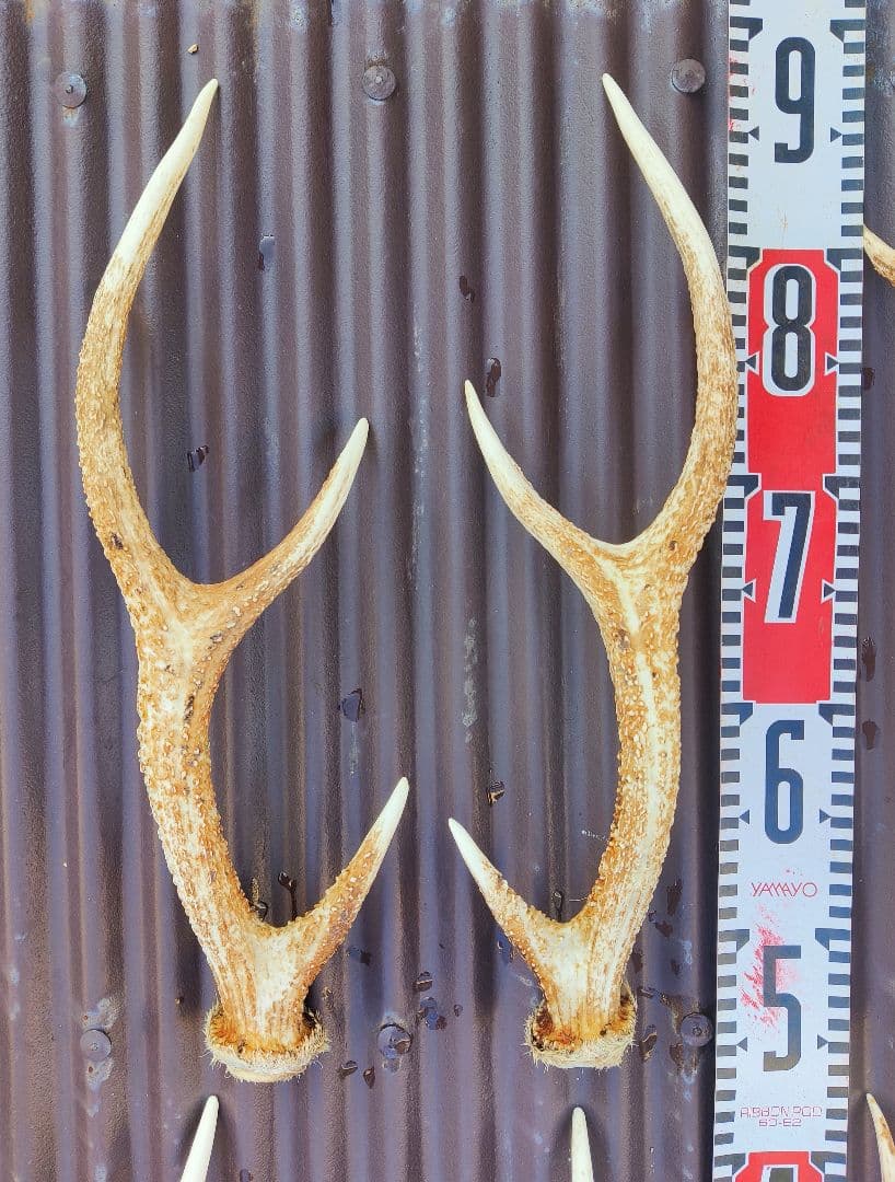 ニホンジカ鹿角３対＋３本 計９本 今季狩猟捕獲品 １本は自然落下角