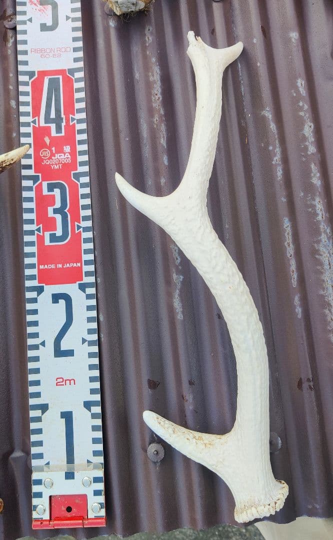 ニホンジカ鹿角３対＋３本 計９本 今季狩猟捕獲品 １本は自然落下角