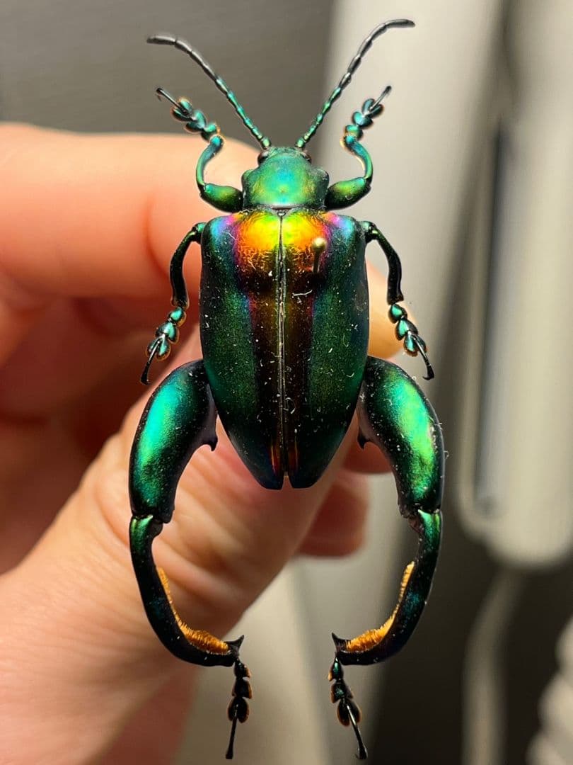 【腿太葉虫最大種】Sagra buqueti モモブトハムシプラチナコガネ標本