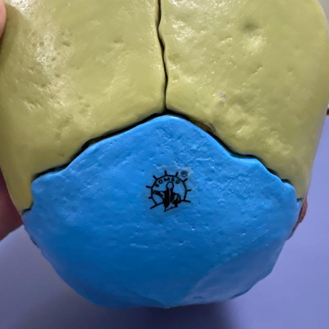 somso 頭蓋骨模型