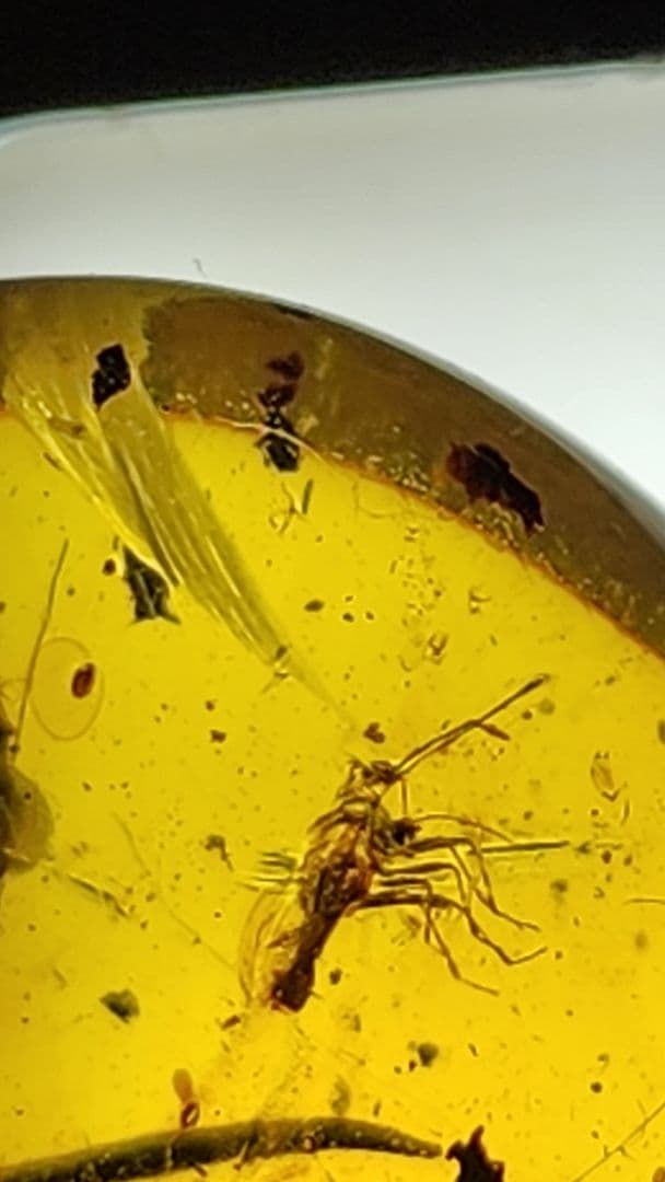 アンバー　琥珀のコレクション ダイヤモンド型フレーム付き