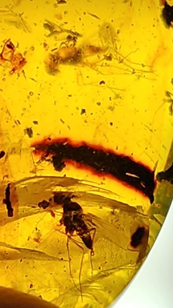 アンバー　琥珀のコレクション ダイヤモンド型フレーム付き