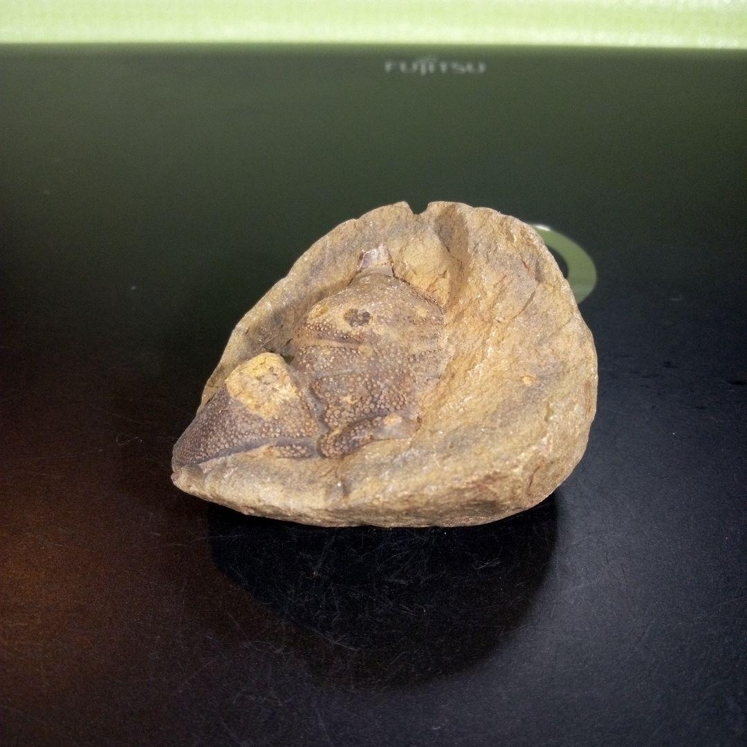 三葉虫　化石　fossil　海　ボリビア産　trilobite　ボリビア化石郡⑥