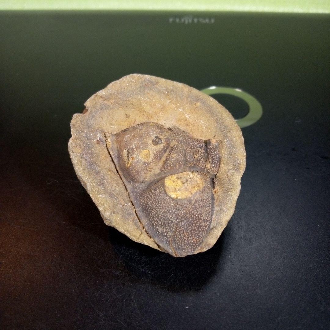 三葉虫　化石　fossil　海　ボリビア産　trilobite　ボリビア化石郡⑥