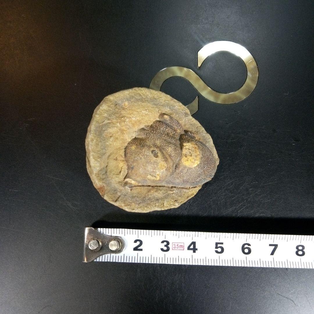 三葉虫　化石　fossil　海　ボリビア産　trilobite　ボリビア化石郡⑥