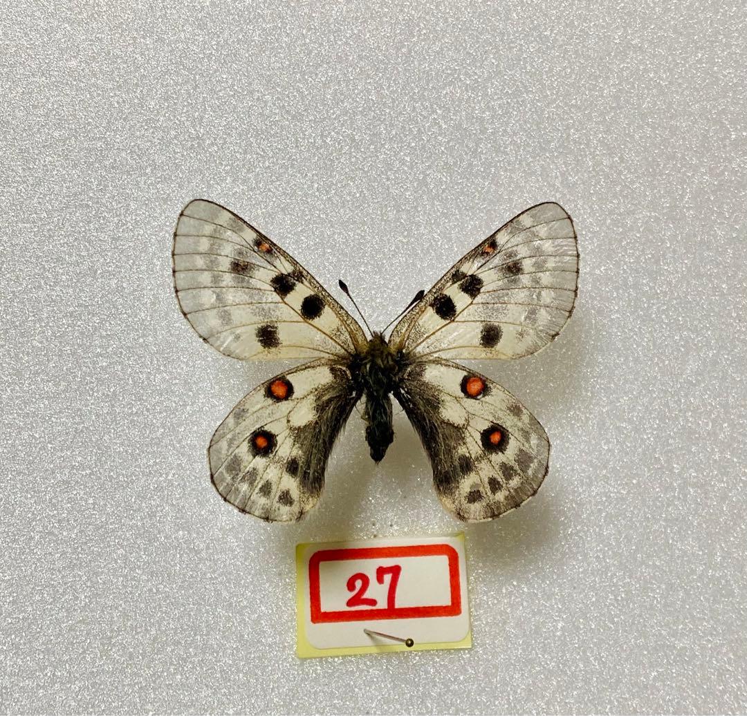 P.actius（1メス、ロシア・クンゲイアラタウ産）