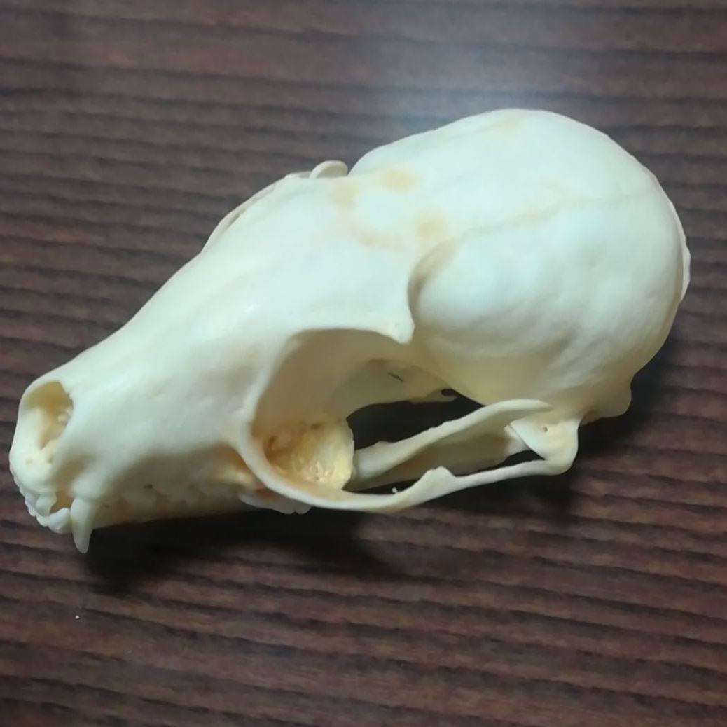 インドネシア産 ジャコウネコ