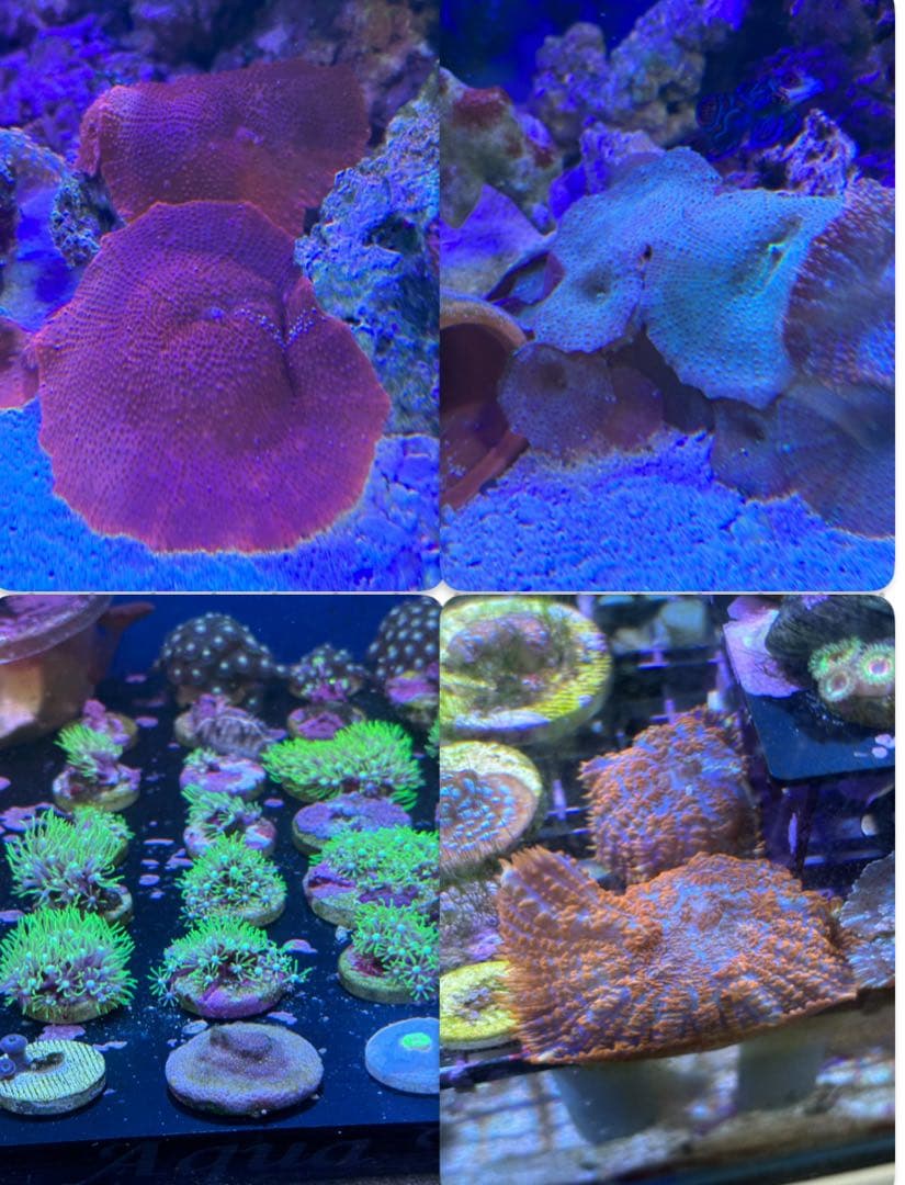 4点セット（スタポ　通常、ディスクコーラル（3種類）