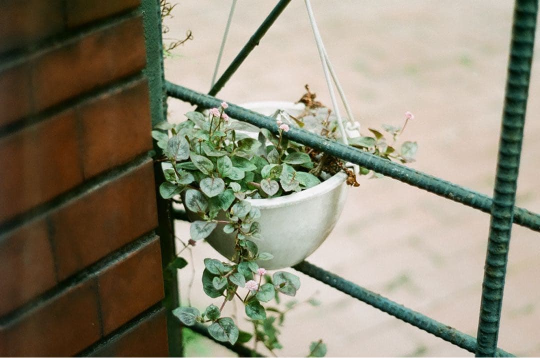 【動作品】Konica ⅢA レンジファインダーカメラ