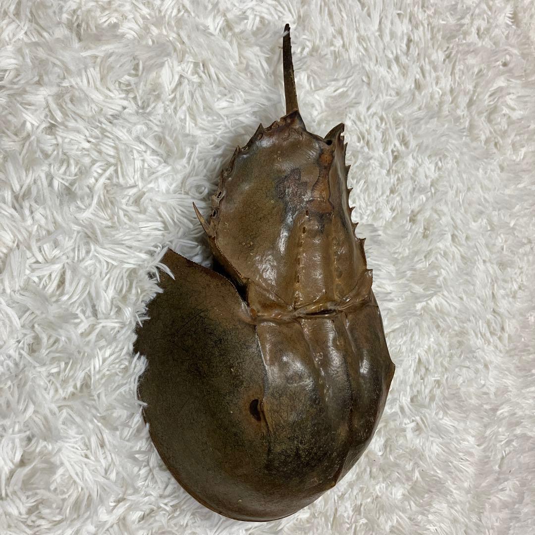 アメリカ カブトガニの本物剥製