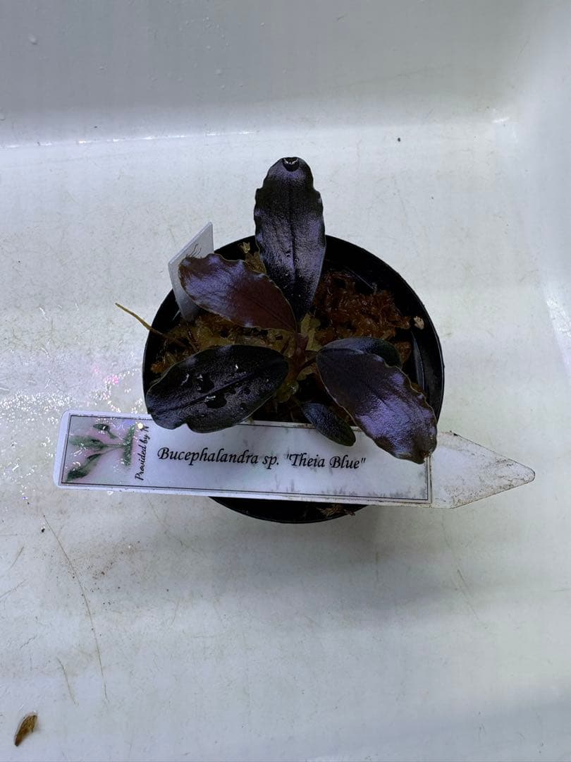 水草 Bucephalandra sp. Theia Blue