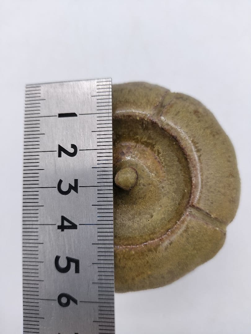 c479 茶器 柿 遠州七窯　志戸呂 廣前心斎　木箱 茶道具 古物