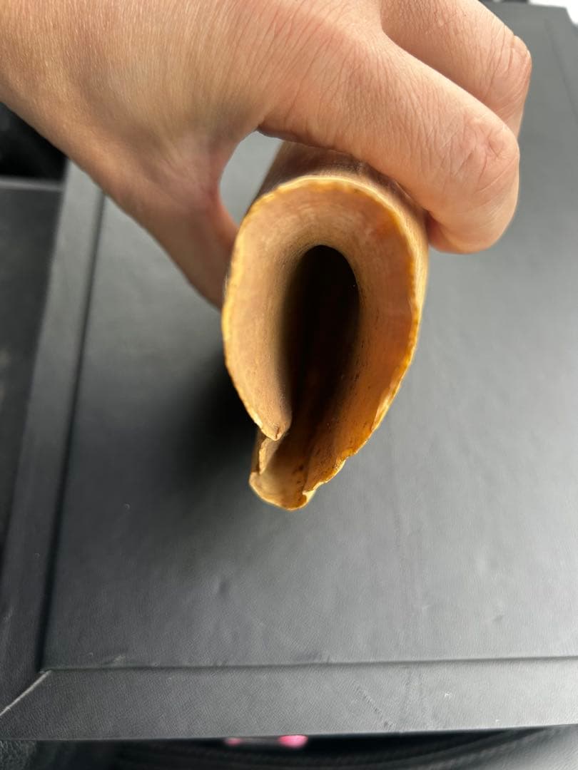 マッコウクジラ 歯 鯨歯 特大 491.43g 印材や工芸品の素材などに