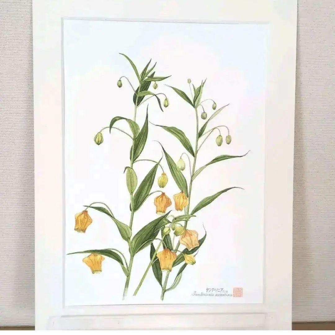 水彩画(サンダーソニア)　原画マットあり　おまとめ２点